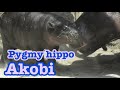 Pygmy Hippopotamus 🦛 Akobi 🧡❤️ コビトカバ アコビくんのお食事とお昼寝💜💚