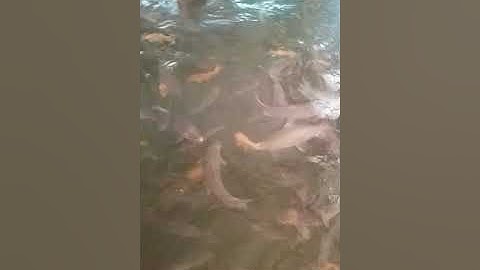 Cá Rốc (cá Bổng - cá suối cá thần Cẩm Thủy) trong ao nhà