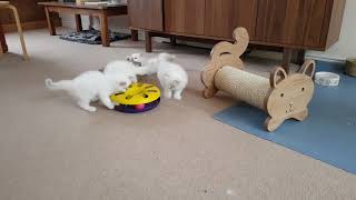 Birman Kittens Lilac Litter  From birth to new homes VLOG #10
