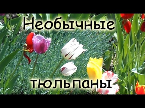 Тюльпаны: виды и названия