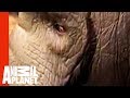 Elephant Rampage in India | Untamed and Uncut