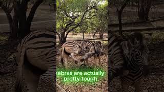 The Secret Behind Zebra Stripes (Scientists Were Shocked!) #youtubeshort #animalshorts #zebra