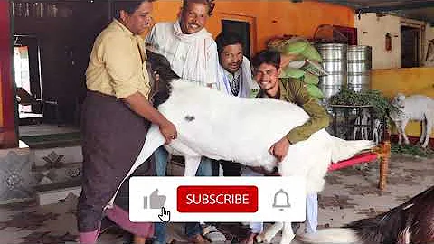 Heavy_bakra22