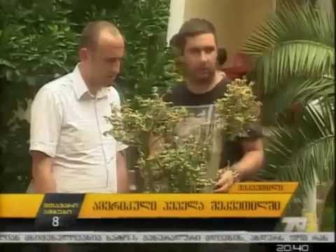 ამერიკული პეპელა შეკვეთილში