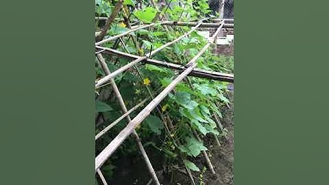 CÁCH NGẮT ĐỌT DƯA LEO CHO NĂNG SUẤT CAO