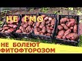 УРОЖАЙНЫЕ сорта картофеля, НЕ БОЛЕЮЩИЕ ФИТОФТОРОЗОМ, уже в России