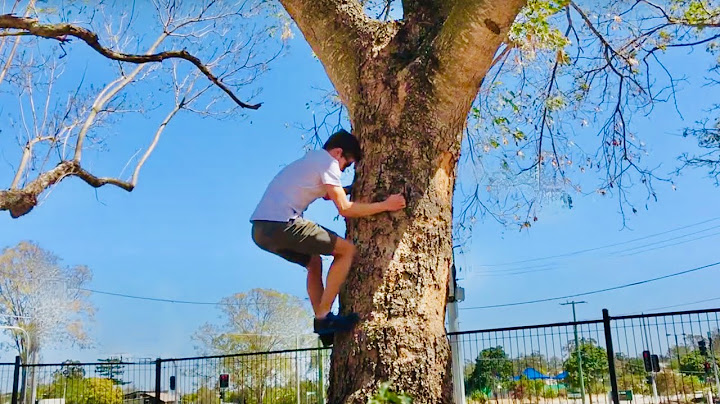 How to climb a tree when you can't reach the branches