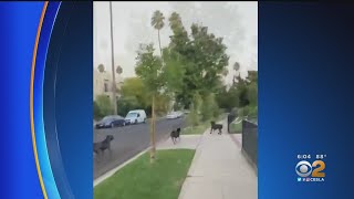 Pack Of Unleashed Dogs Attacking Residents In Tarzana Neighborhood