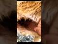 هذا خلق الله فأروني ماذا خلق الذين من دونه اسلام صبحى قرآن Shorts هذا خلق الله فأروني ماذا خلق الذين من دونه اسلام صبحى قرآن Shorts