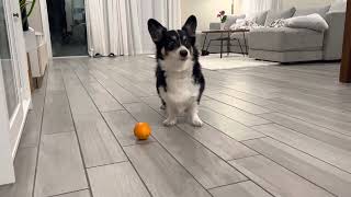 Corgi Plays With Orange!