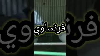 حمام لاحم فرنساوي بيور ?️?️