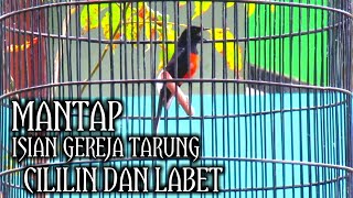 Murai Batu Gacor Isian Gereja Tarung Cililin Dan Lovebird