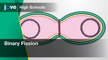Binary Fission | Bio | Video Textbooks - Preview