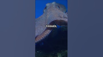 Fun Facts About Octopuses #viral #trending #fyp #animalfacts