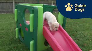 Meet our latest Sponsor a Puppy trainees | Poppy, Alfie and Harry