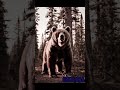 Выходим на охоту #клип #музыка