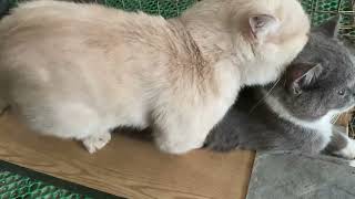 Cat in heat 😻 || Bơ vs Sữa8 || Munchkin Mate || Cat breeding 😺