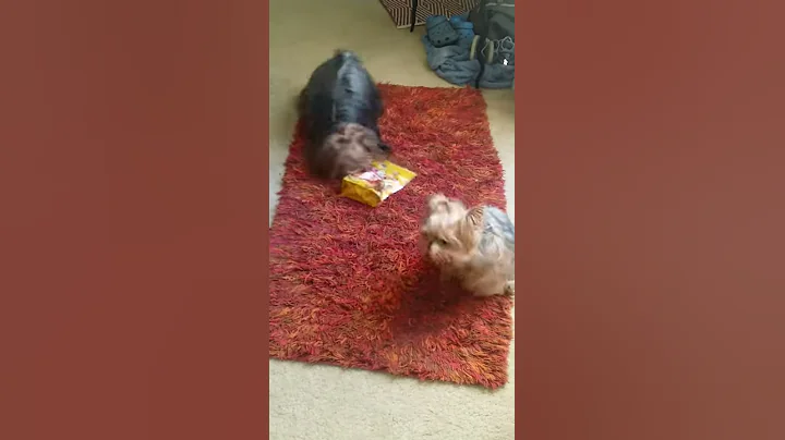 Santinis goes wild for her treats