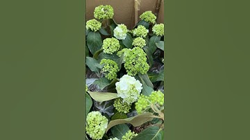 Cẩm tú cầu thân gỗ giống em lại cập bến rồi các bác ơi, không thể tránh khỏi rủi ro như này 🥲