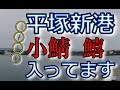 【平塚新港】小鯖や良型キスも入ってて楽しい釣り【イワシ狙い】