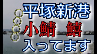【平塚新港】小鯖や良型キスも入ってて楽しい釣り【イワシ狙い】