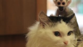 Raw: Russian Cat Adopts Baby Monkey As Its Own
