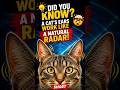 🐱 Cat Ears Are Better Than Radar! 🤯 Amazing Cat Fact | Fact verse yt20  #Shorts