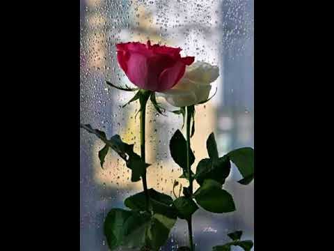 سلمان المنكوب عربي هندي