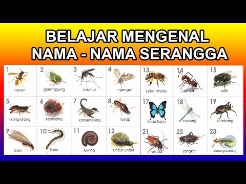 Video: Apakah serangga termasuk hewan?