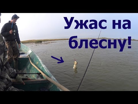 видео: ВОЛОСЫ ВСТАЛИ ДЫБОМ ОТ ТОГО ЧТО ПОЙМАЛИ НА СПИННИНГ!