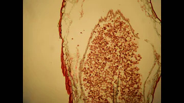 Are all plants Homosporous?