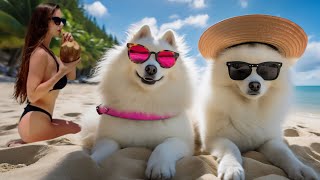 What Dogs Say at the Beach 2: The Giant Litter Box, Sharks, and Romantic Pinecones! | B&GShow