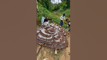 Tổ ong bắp cày Lớn nhất Việt Nam xuất hiện tại Lào Cai