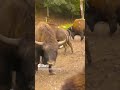 Bisons