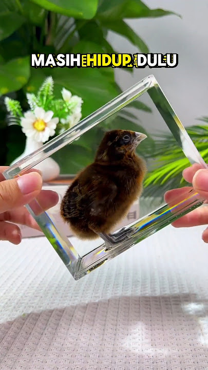 Proses pengawetan anak ayam 😭#trending
