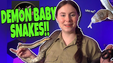 Itty Bitty BITEY Babies -  Macklot