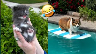 FUNNY CATS and DOGS New Funniest Cute Animals Videos 2024