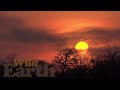 WildEarth - Sunset - 14 September 2021