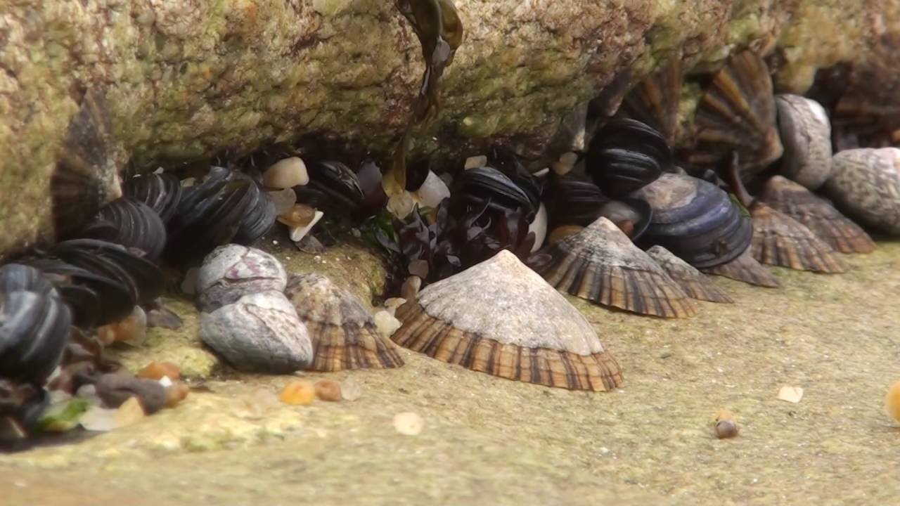Relax Whelks, limpets, mussels and pebbles on the beach rocks YouTube