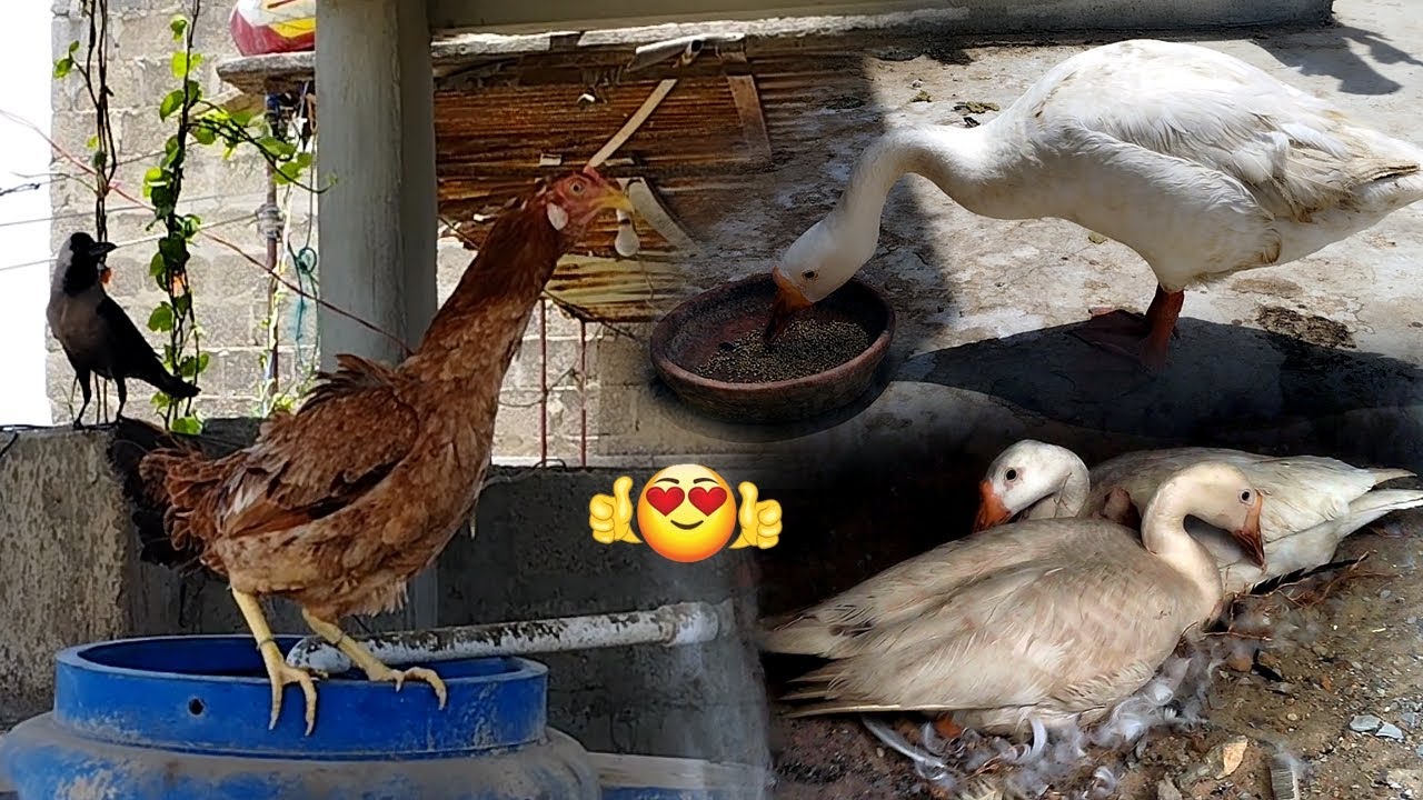 Big Duck ki 2nd Female bhe Kuruk ho gai | Fancy Hen Vlog