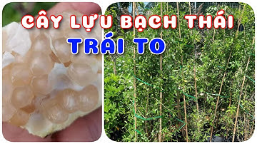Cây lựu bạch thái | 0386569374 - Ngọc Ngân Bến Tre | Chuyên cây độc lạ