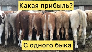 Выгодно ли держать бычков на мясо ? 7 месяц Откорма 10 06 2023г