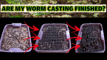 When are your WORM CASTINGS ready for HARVEST?