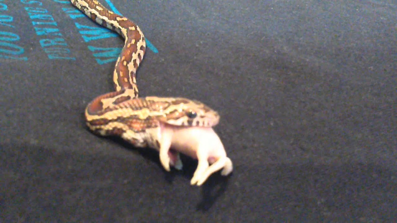 camera iphone 8 plus apk Young corn snake eating a pinkie. Enjoy :-)