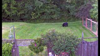 Momma Bear seems to likes our grass by @VE7ED 39 views 1 year ago 1 minute, 2 seconds