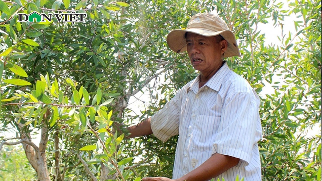 Ông nông dân Tây Ninh đầu tư 10ha đất trồng tràm nấu tinh dầu thơm mỗi năm  thu về 200 triệu đồng