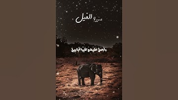 أَلَمْ تَرَى كَيْفَ فَعَلَ رَبّكَ بِأَصْحَابِ الْفِيلِ سورة الفيل تلاوة خاشعة حالات واتساب قرآن كريم