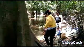 Dayak Benuaq : Panen Ikan Lais, Pedalaman Kaltim !!!