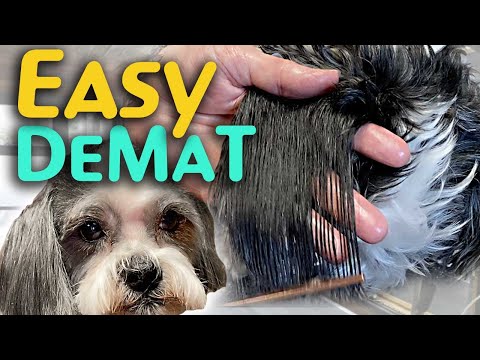 how can i take care of my dogs hair