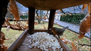 Il pettirosso e la cinciallegra: per un pugno di pane...